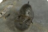 Pelagic Trilobite (Cyclopyge) Fossil - Huge Eyes #344607-4